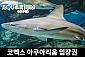 코엑스 아쿠아리움 대인/소인/주말/주중 이용권